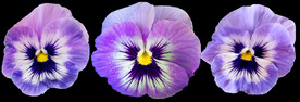 鲜花