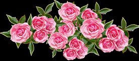 玫瑰花