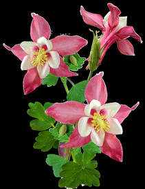 鲜花