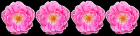 鲜花
