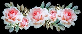 玫瑰花