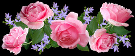 玫瑰花