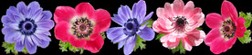鲜花