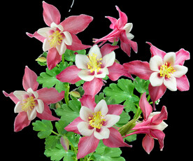 鲜花