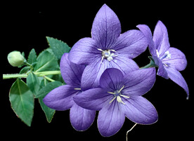 鲜花