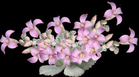 鲜花