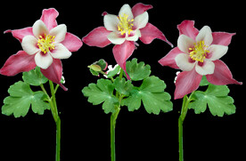 鲜花
