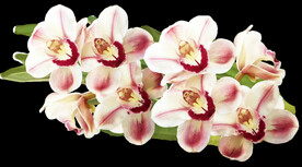 鲜花