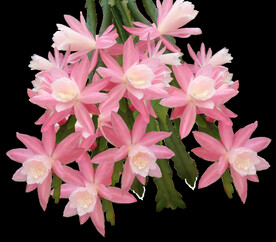 鲜花