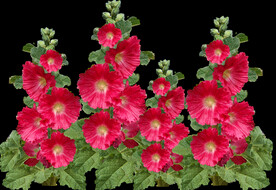 鲜花
