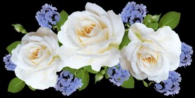 玫瑰花