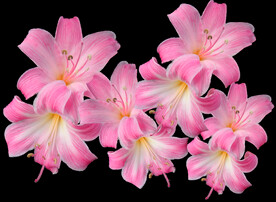鲜花