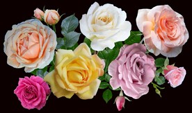 玫瑰花