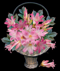 鲜花