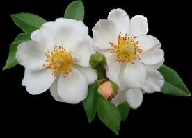 鲜花