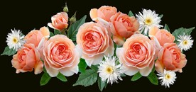 玫瑰花