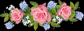玫瑰花