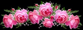 玫瑰花