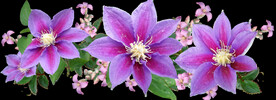 鲜花