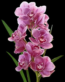 鲜花