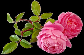 玫瑰花