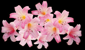 鲜花