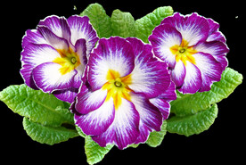 鲜花
