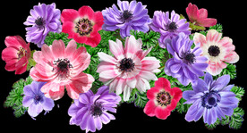 鲜花