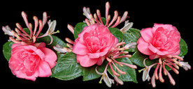 玫瑰花