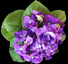 鲜花