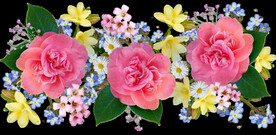 玫瑰花