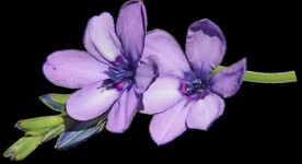 鲜花
