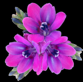 鲜花