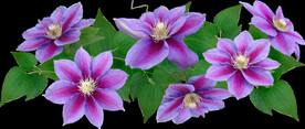 鲜花