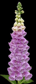 鲜花
