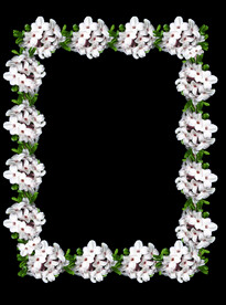 鲜花