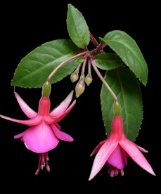 鲜花