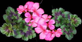 鲜花