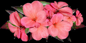 鲜花
