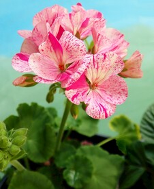 鲜花