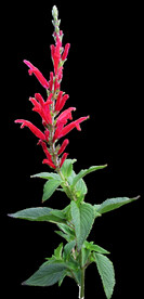 鲜花