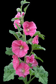 鲜花