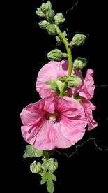 鲜花