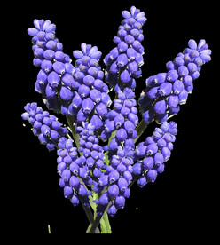 鲜花