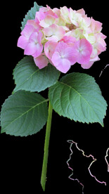 鲜花
