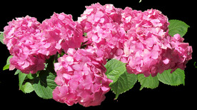 鲜花
