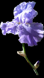 鲜花