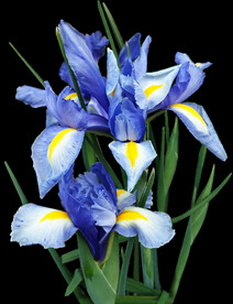 鲜花