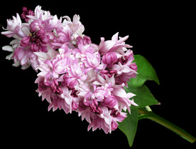 鲜花