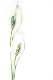 鲜花